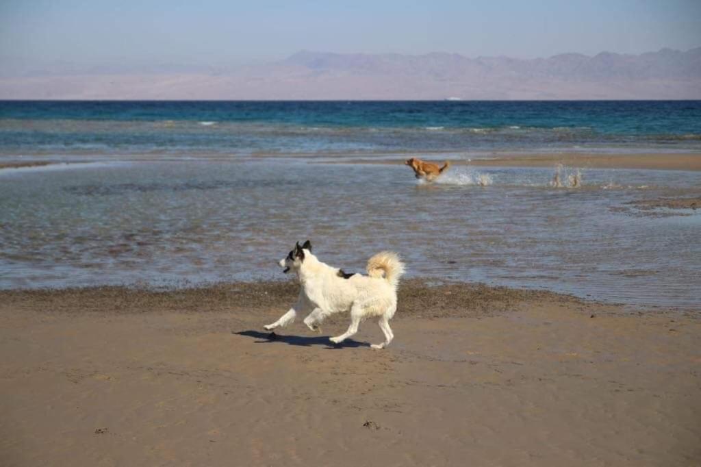 Sebaii Camp السباعى كامب شاطئ الترابين بجوار ويت بالس Hostel Nuweiba` Εξωτερικό φωτογραφία